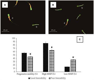 Bovine sperm HSP-70 molecules: a potential cryo-tolerance marker associated with semen quality and fertility rate